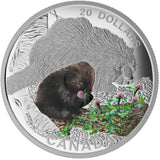 2016 - Canada - $20 - Baby Animals Series, Porcupine <br> (no sleeve)